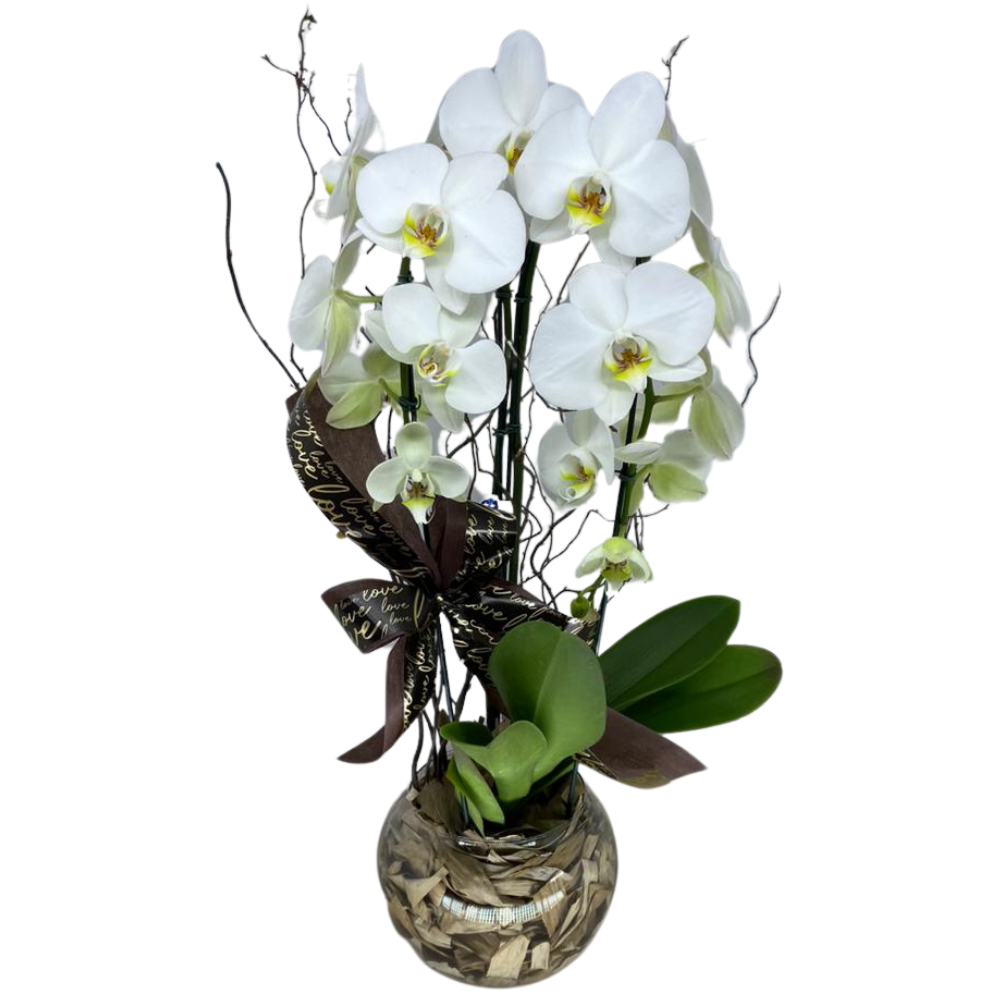 Arranjo de Orqudeas Brancas - Elegncia Atemporal