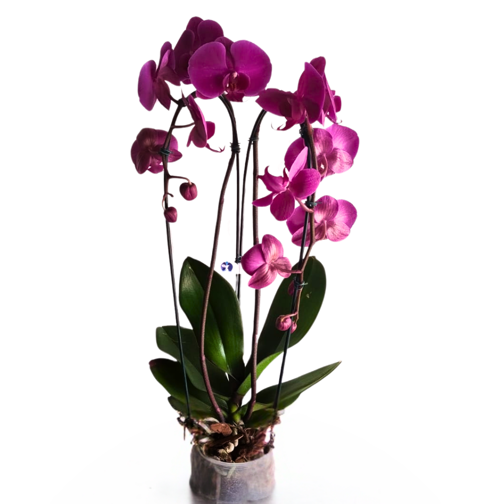 Orqudeas  Phalaenopsis Roxa