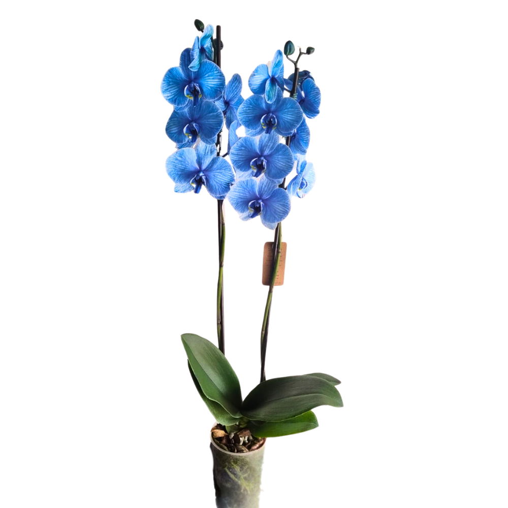 Orqudeas  Phalaenopsis Azul