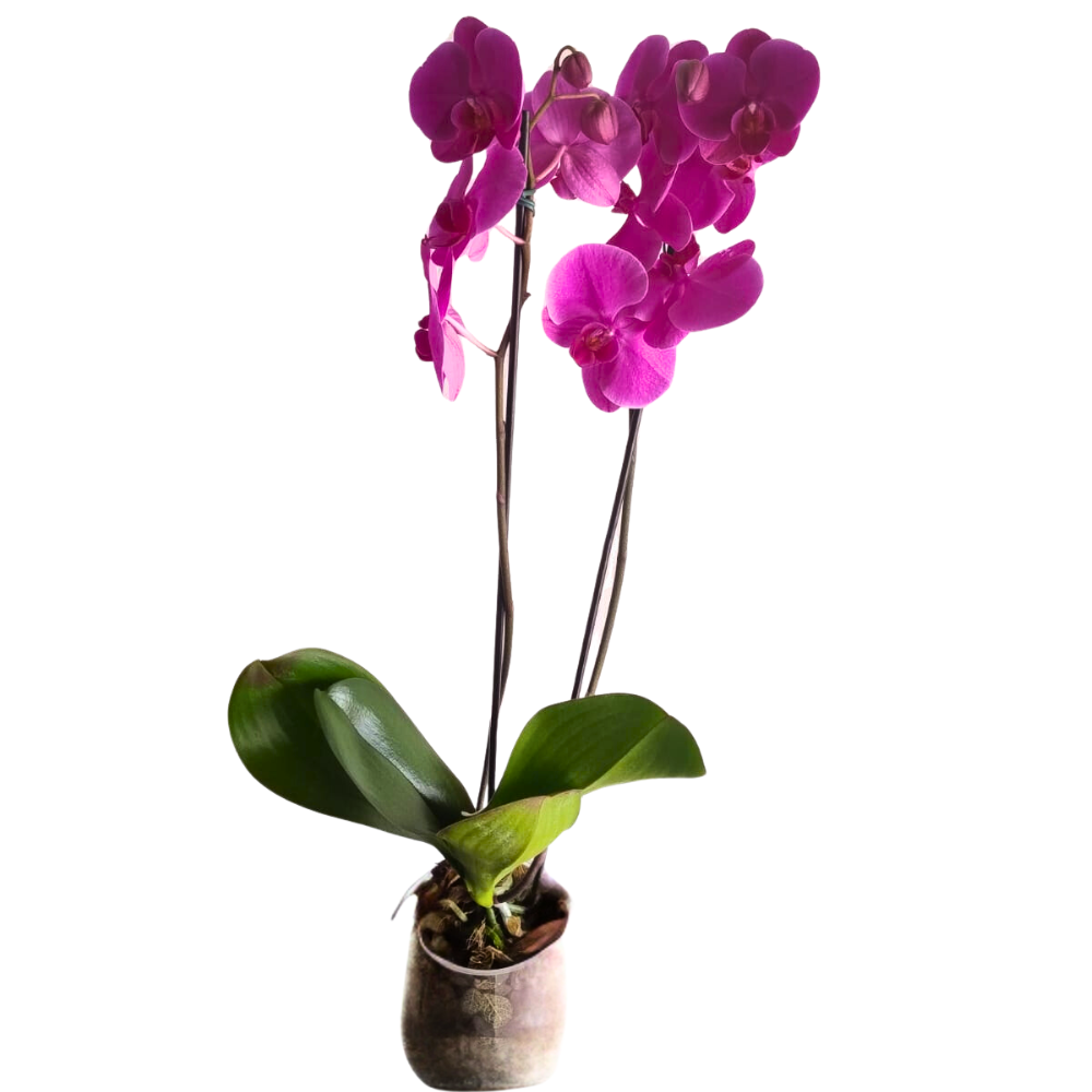 Orqudeas  Phalaenopsis Pink