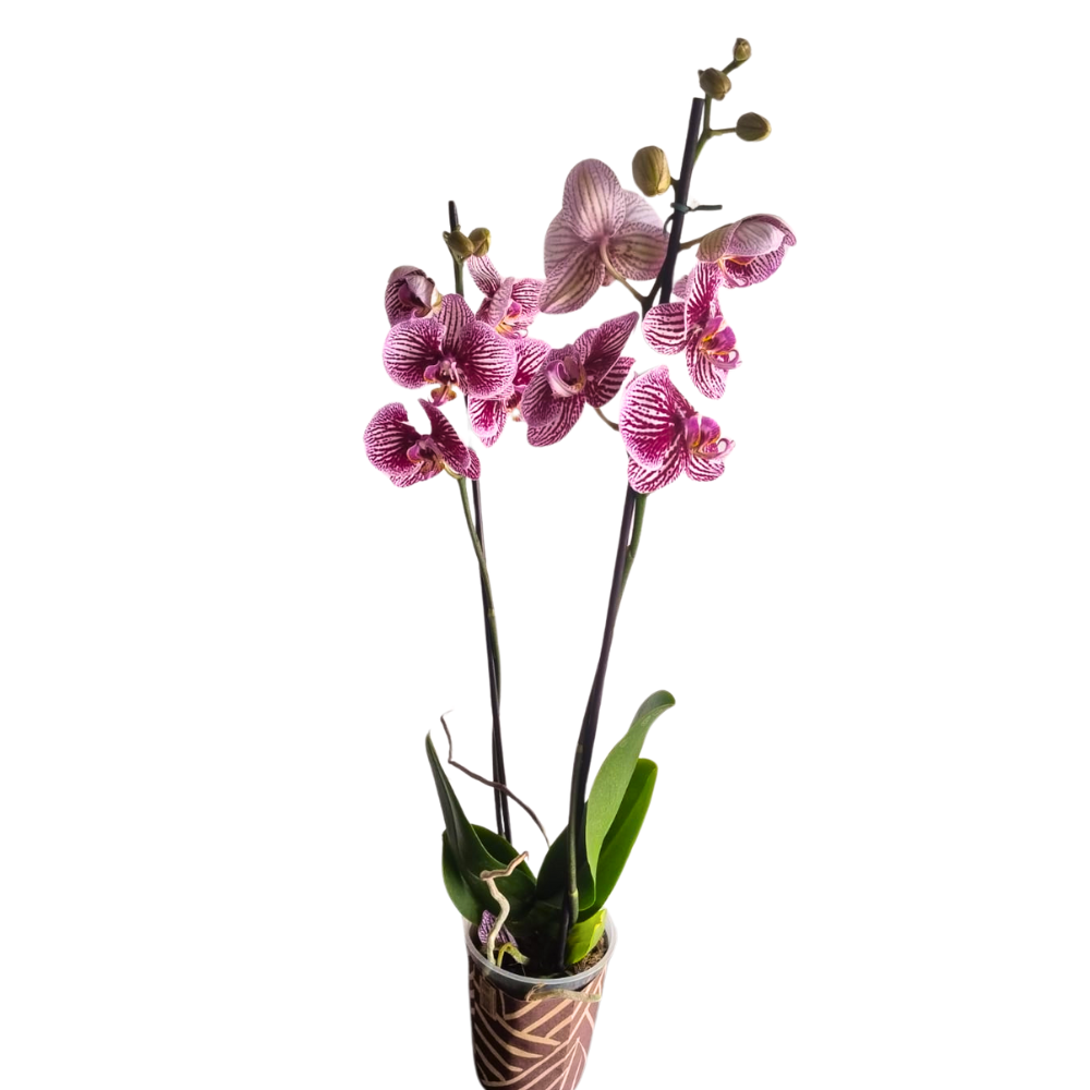  Orqudeas Listradas Pink