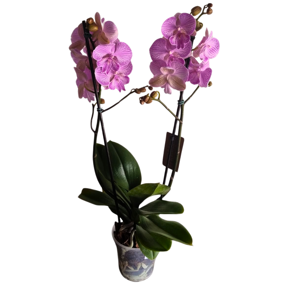  Orqudeas Phalaenopsis Lilas