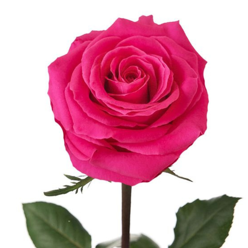 Unidade Rosa Pink  