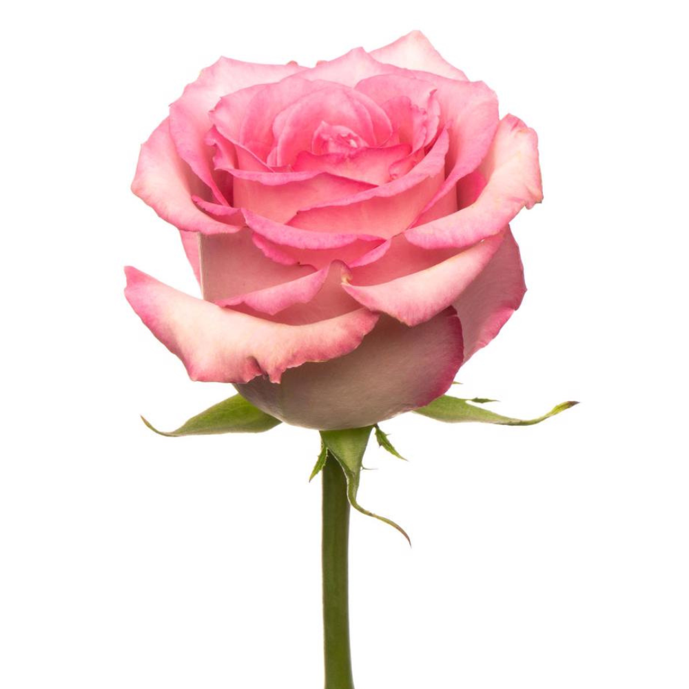 Unidade Rosa Cor de Rosa