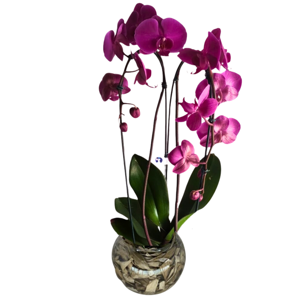 Arranjo de Orqudeas Pink - Elegncia Atemporal