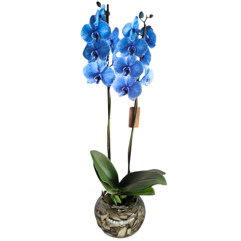 Arranjo de Orqudeas Azul - Elegncia Atemporal