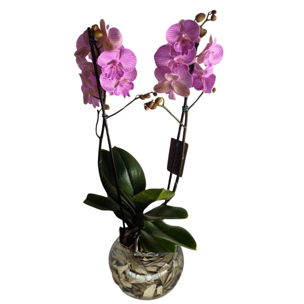 Arranjo de Orqudeas Lilas - Elegncia Atemporal