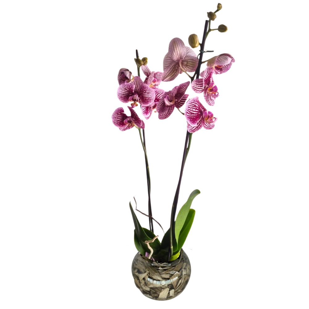 Arranjo de Orqudeas Listrada- Elegncia Atemporal