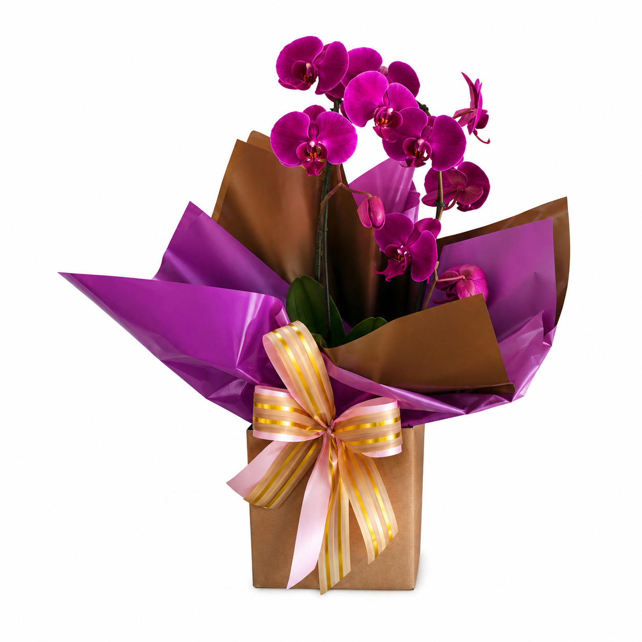 Eleg�ncia Tropical