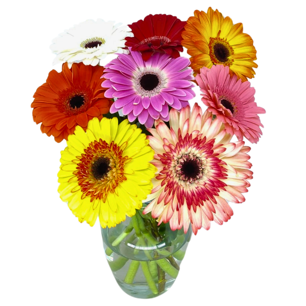 Gerberas